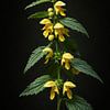 Gele dovenetel.Lamium galeobdolon van Bert Quaedvlieg