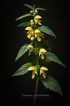 Yellow archangel. Lamium galeobdolon by Bert Quaedvlieg