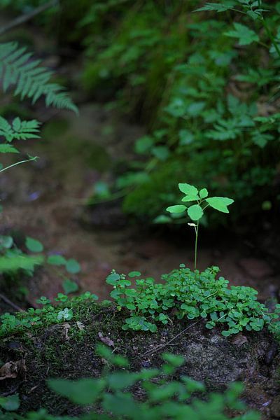Tree, nature by Daniel Dorst