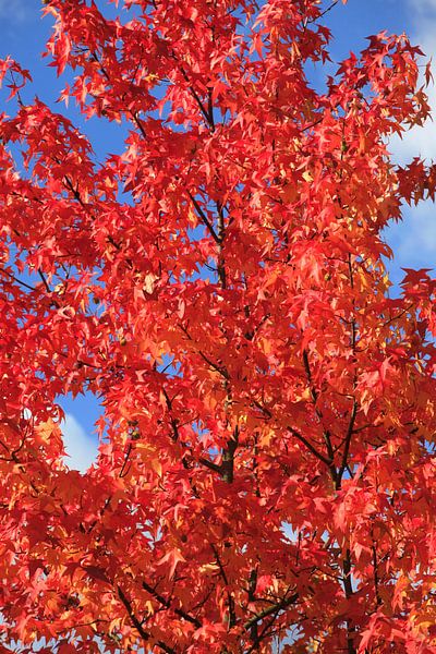 Goldener Oktober von Thomas Jäger