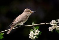 Grauwe vliegenvanger met vlieg