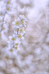 Witte bloesem van Moetwil en van Dijk - Fotografie