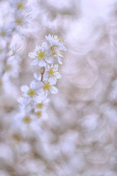 Weiße Blüte von Moetwil en van Dijk - Fotografie