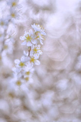 Witte bloesem