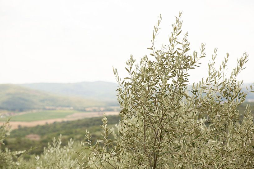 Olivenbaumblätter in Italien von Esther esbes - kleurrijke reisfotografie