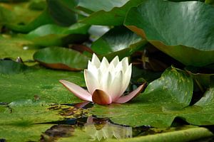 Seerose