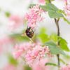 Romantic springtime ( hommel op roze bloesem) van Birgitte Bergman