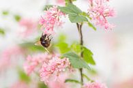 Romantic springtime ( hommel op roze bloesem) van Birgitte Bergman thumbnail