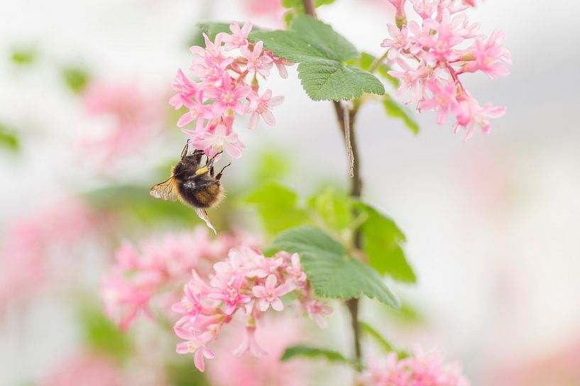 Frühlingsromantik (Hummel auf rosa Blüte) von Birgitte Bergman
