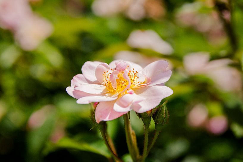 Rose (Rosa) by Petra de Jong Fotografie - Beeldmaker