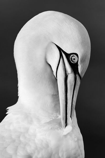 Graceful plumage care by Daniela Beyer