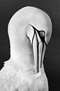 Graceful plumage care by Daniela Beyer thumbnail