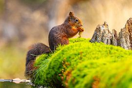 Écureuil (Sciurus vulgaris), rongeur