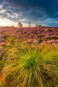 Bloeiende heideplanten in heidelandschap tijdens zonsopgang van Sjoerd van der Wal Fotografie