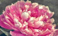 Peony
