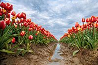 Champ de tulipes