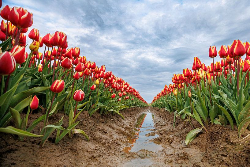 Tulip field by Rianne Groenveld