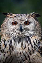 Owl, straight from the front by Heino Minnema