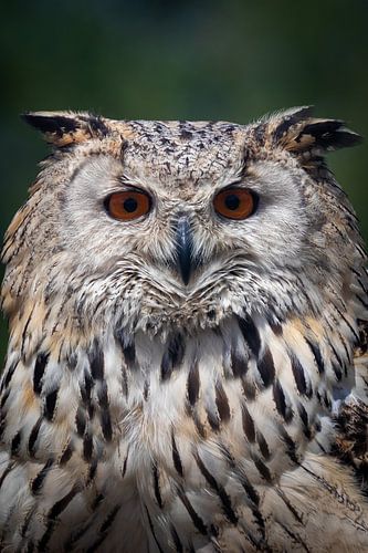 Hibou, directement de l'avant