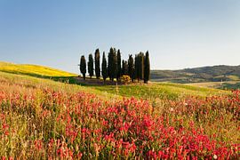 Tuscan landscape with cypresses, Tuscany, Italy by Markus Lange