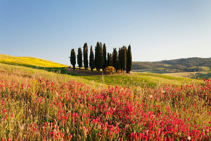 Tuscan landscape with cypresses, Tuscany, Italy by Markus Lange