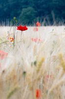 Poppy