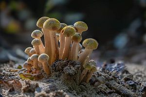 Knospung von Honigpilzen