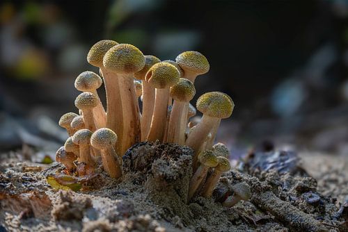 Honey fungus budding