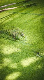 Krokodil im Wasser von Sascha Rottier