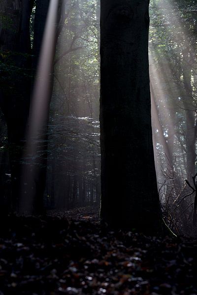 Forrest light by Jelmer Reyntjes