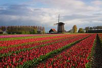 Bunte Reihen der Tulpen vor einer Windmühle