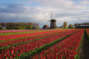 Bunte Reihen der Tulpen vor einer Windmühle von iPics Photography