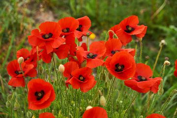 Poppies by Ad Jekel