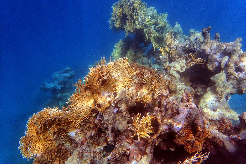 Koraaleiland by John van Weenen