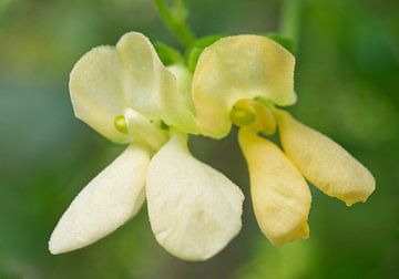 Gele groene bonen bloemen 1001 van Iris Holzer Richardson