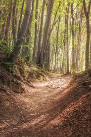 Into the light of the Wood