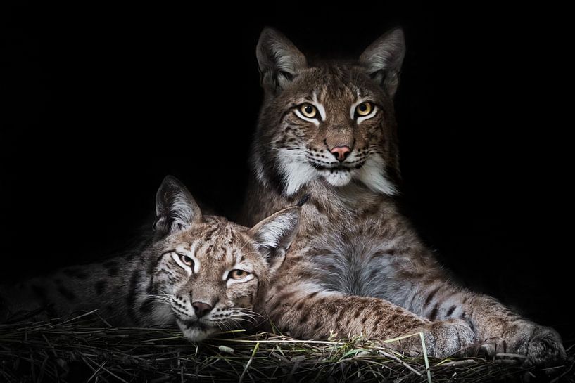 Cat and kitten.calmly rest  from laziness, but the look is a sly, dark background. by Michael Semenov