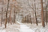 Winters pad door het bos van de Veluwe