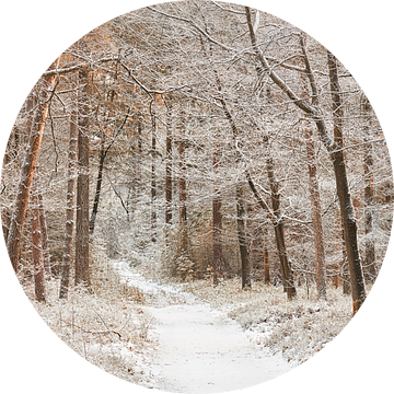 Winters pad door het bos van de Veluwe van Cor de Hamer