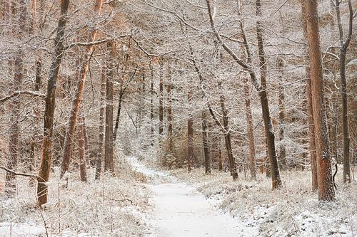 Chemin d'hiver à travers la forêt de la Veluwe sur Cor de Hamer