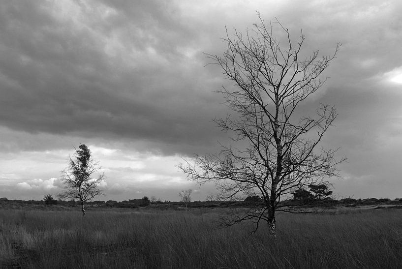 Berken op de Kalmthoutse Heide van Rafael Delaedt