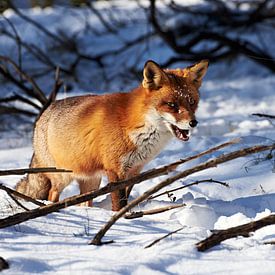 Fuchs im Schnee von Arjen van den Broek
