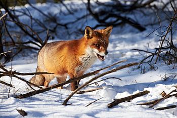 Fox in the snow