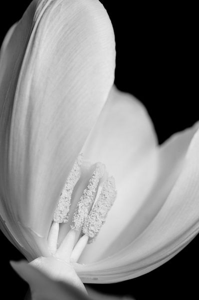 Tulipe par Stephanie Verbeure