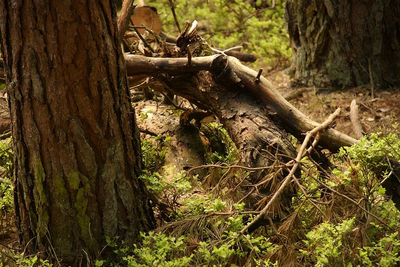 natürliches Wild von Sarah Gorter