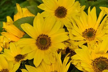 Zonnebloembloemen in de tuin van Claude Laprise