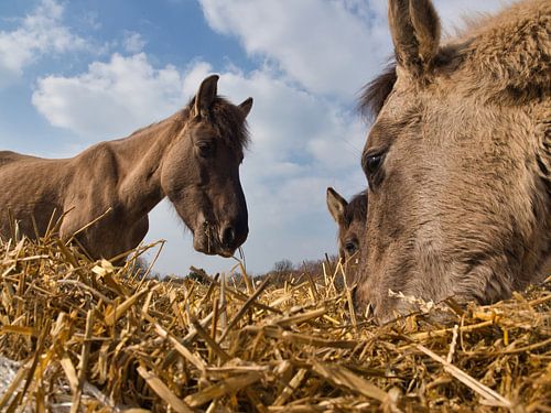 Close-up van wilde paarden in Naumburg