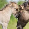 Paarden | 'Intiem'  Konikpaard merrie en veulen - Oostvaardersplassen van Servan Ott