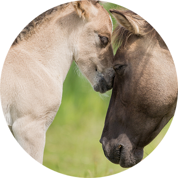 Paarden | 'Intiem'  Konikpaard merrie en veulen - Oostvaardersplassen van Servan Ott