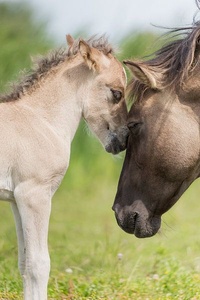 Pferde | 'Intim' Konik Pferdestute und Fohlen - Oostvaardersplassen von Servan Ott